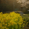 日暮れの菜の花