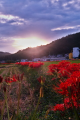 朝日と彼岸花