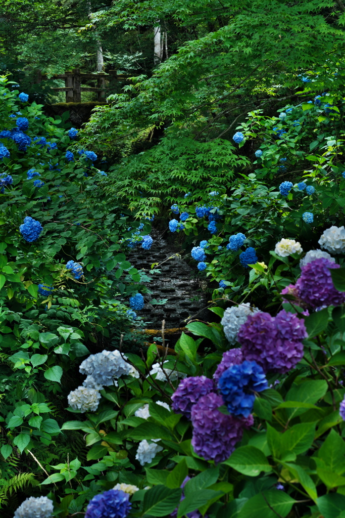 小川　紫陽花