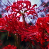 彼岸花