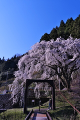 魚ヶ渕吊り橋の桜２