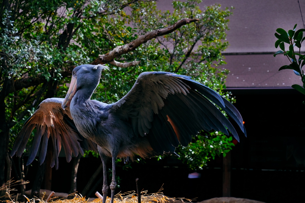 陽を浴びるハシビロコウ