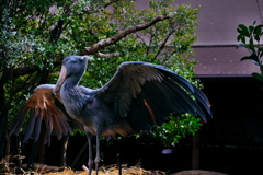 陽を浴びるハシビロコウ