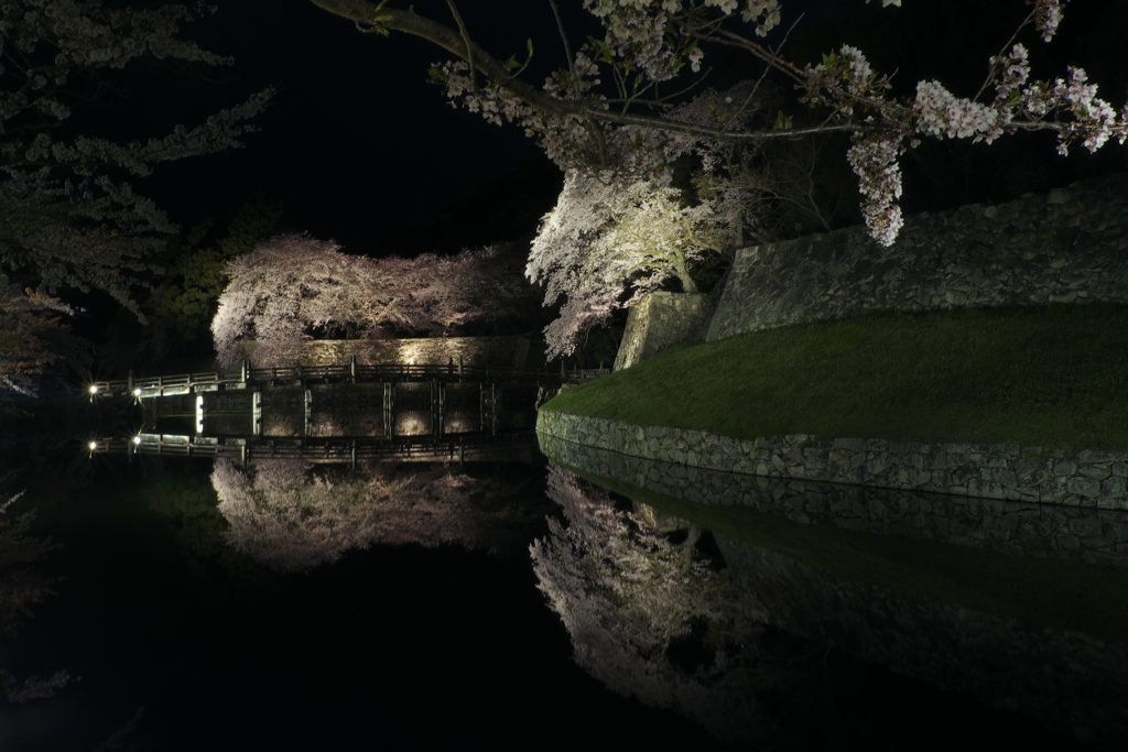 彦根の夜桜