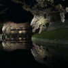 彦根の夜桜