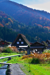 秋めく白川郷