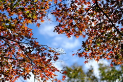 晴天紅葉