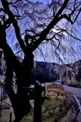 魚ヶ渕吊り橋の桜