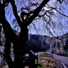 魚ヶ渕吊り橋の桜