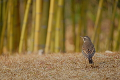 竹林園にて