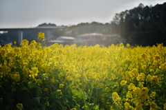 菜の花