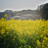菜の花