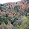 日光　山王林道の紅葉