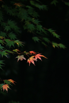 紅一点