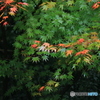緑と紅の競演