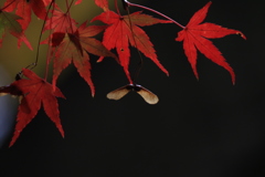 翼