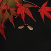翼