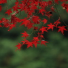 紅