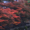 燃える紅葉