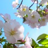 桜2