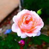 薔薇
