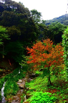 紅葉の始まり？