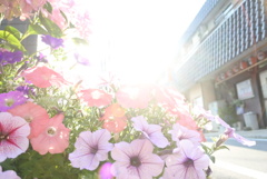 強くいきる花たち2