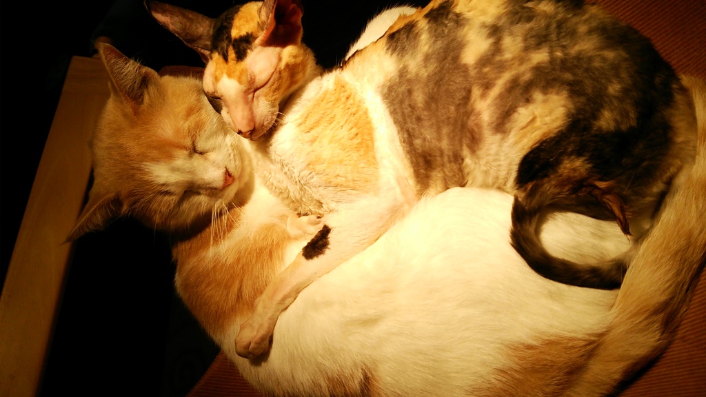 猫×猫