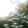 強くいきる花たち