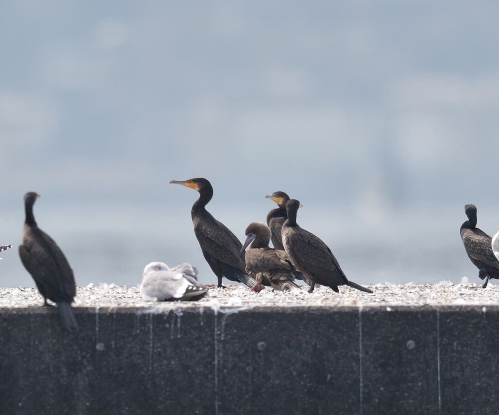 アカアシカツオドリ