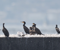 アカアシカツオドリ