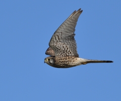 チョウゲンボウ