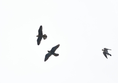 ハヤブサ親子飛行