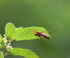 スズメバチ