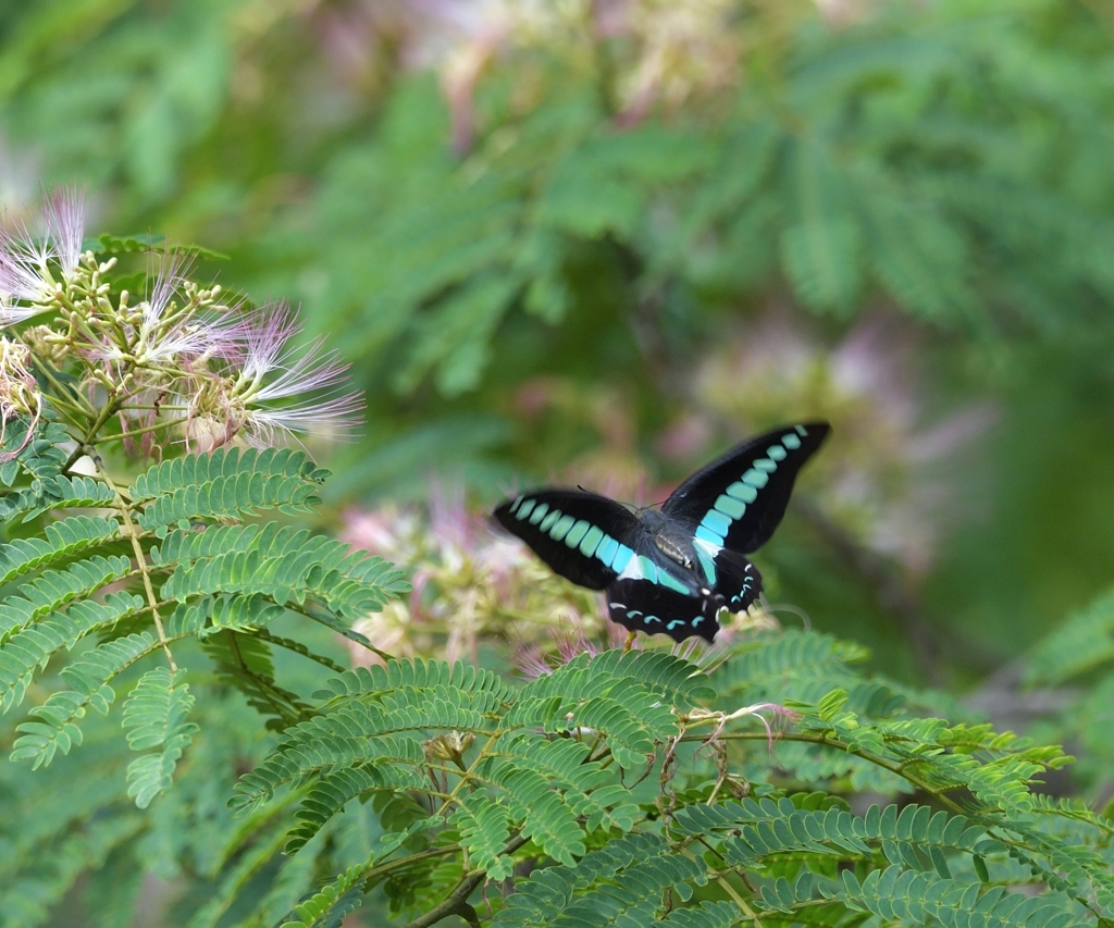 アオスジアゲハ