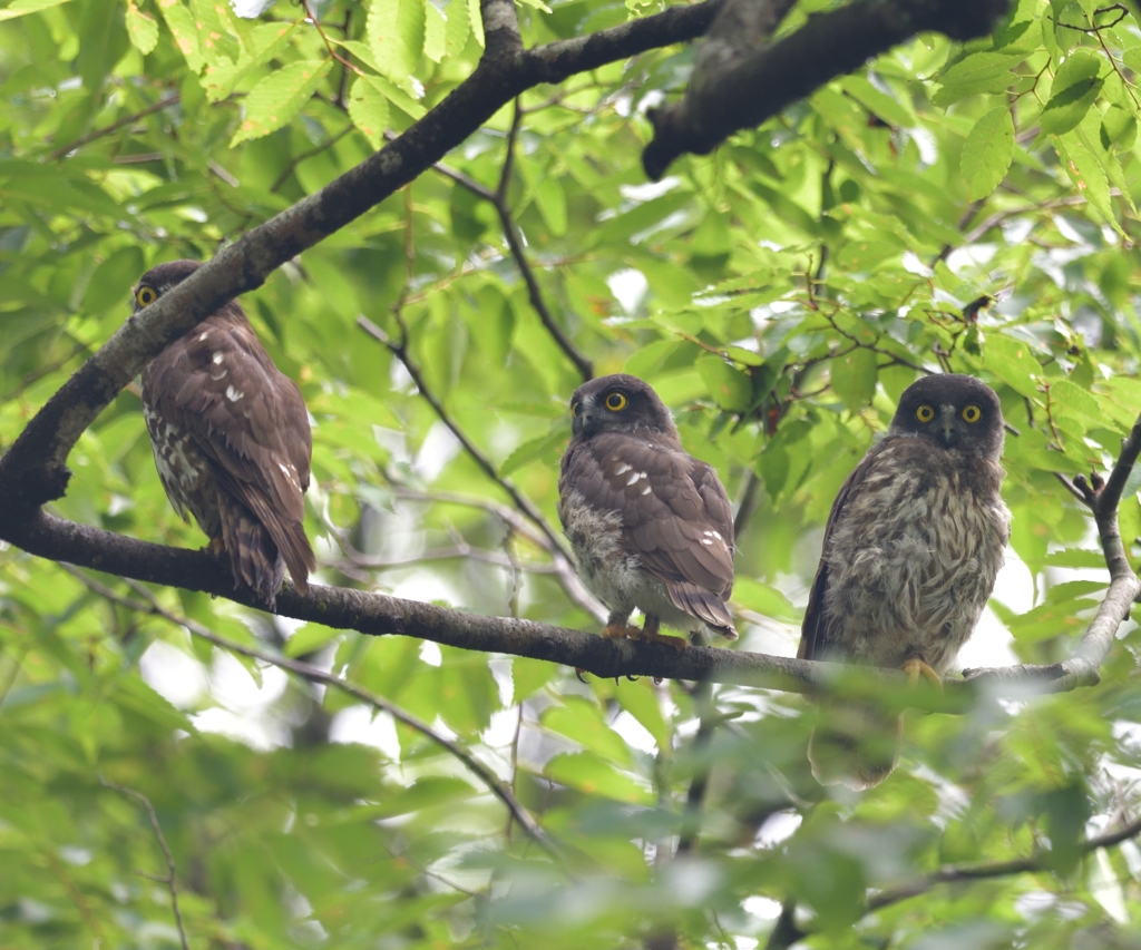 アオバズク親子
