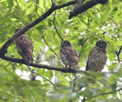 アオバズク親子