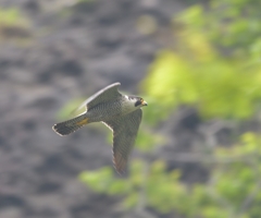 お母さん