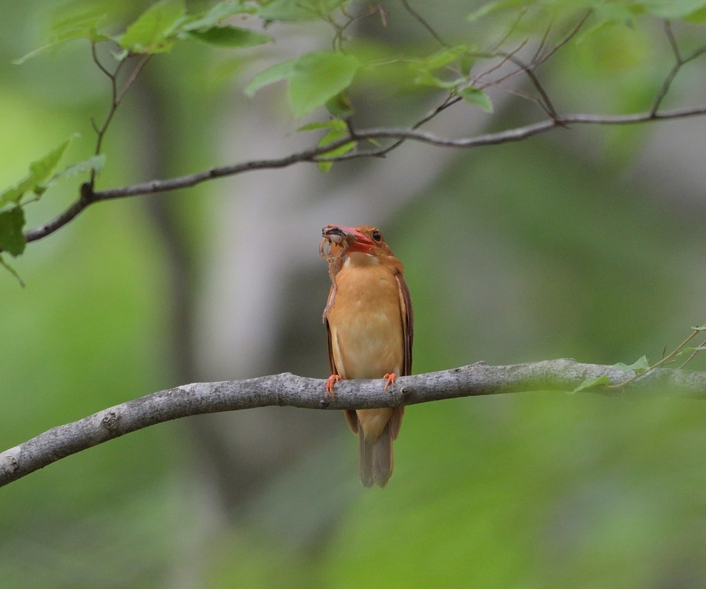 アカショウビン