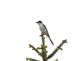 サンショウクイ