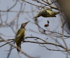 アオゲラ求愛