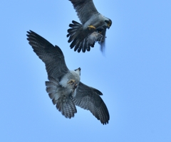 空中餌渡し