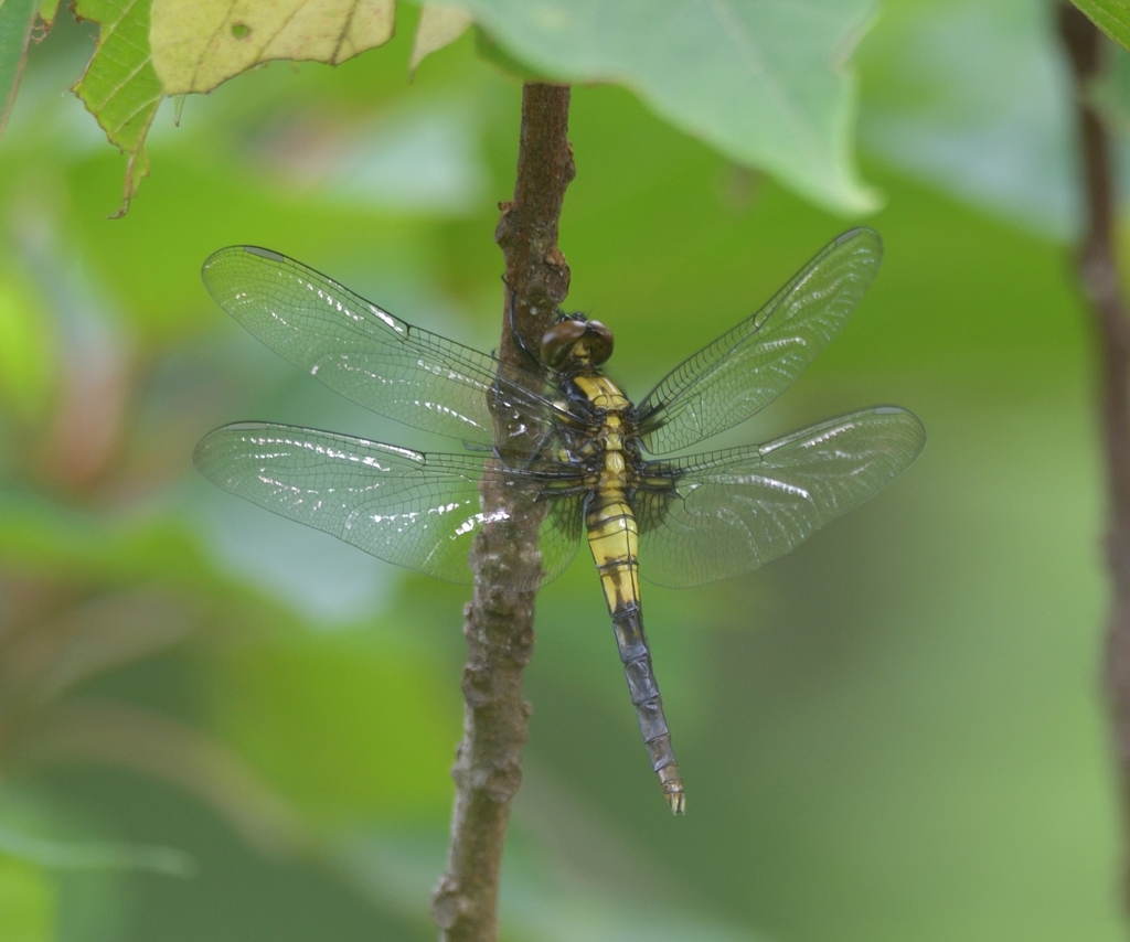 オオシオカラトンボ