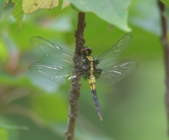 オオシオカラトンボ