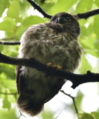 アオバズク雛