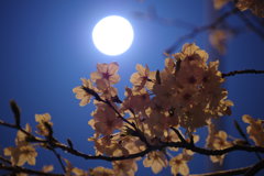 月明り