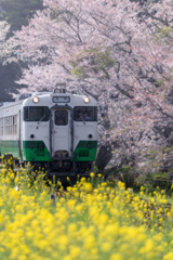 小湊鉄道の春