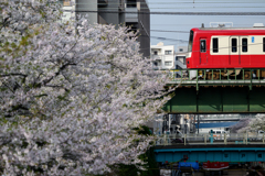 京急と桜②