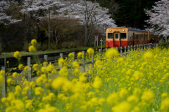 小湊鉄道と菜の花
