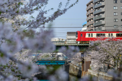 京急と桜①